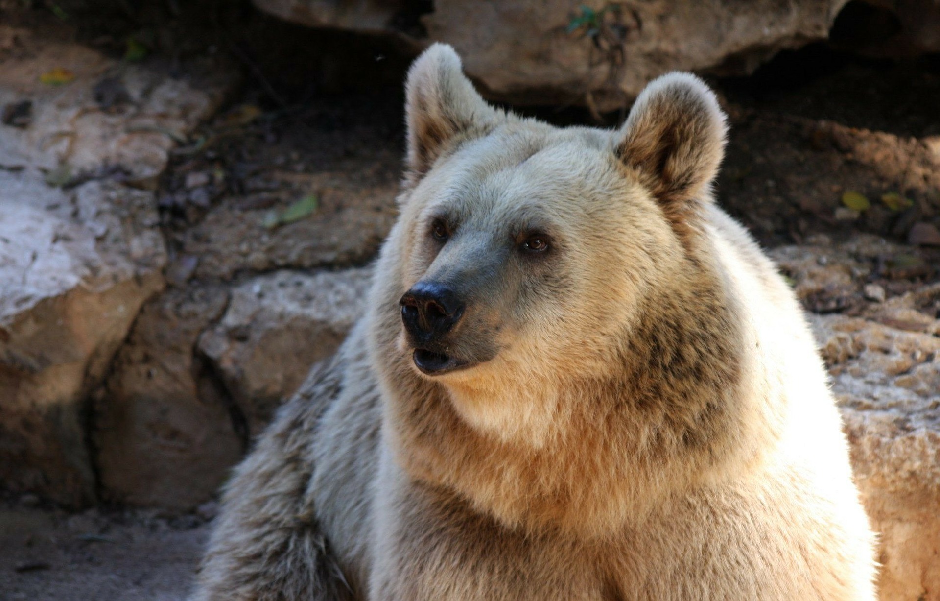 ¿Por qué los humanos no hibernan?