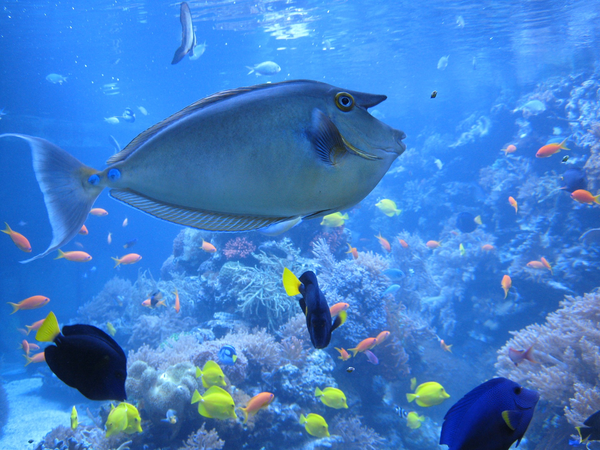 Necesidades de un acuario dulce